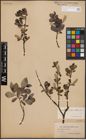 Foto von Salix glauca L. x Salix nigricans Sm. x Salix phylicifolia L.